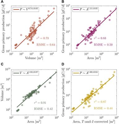 How does lake primary production scale with lake size?